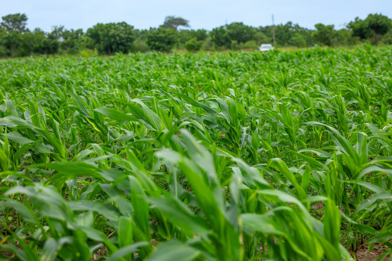 Seed Production